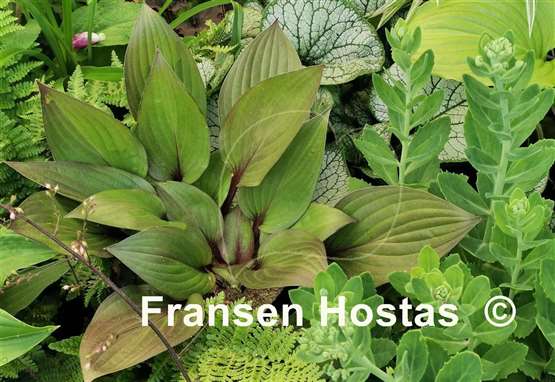 Hosta First Blush - Fransen Hostas